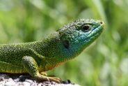 La dotation de soutien pour la protection de la biodiversité aux communes classées Parc naturel régional augmente