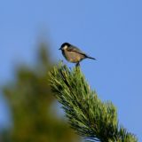 Oiseau©Antoine SEGALEN