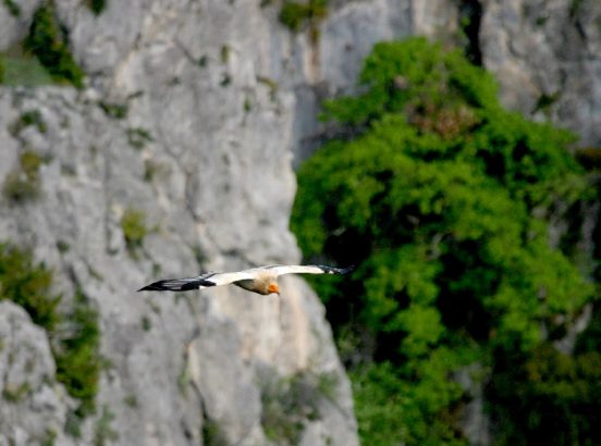 Le précieux Vautour percnoptère