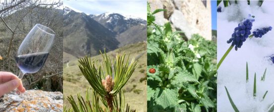 4 recettes avec les plantes