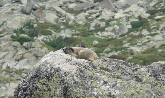 Les guetteuses de nos montagnes