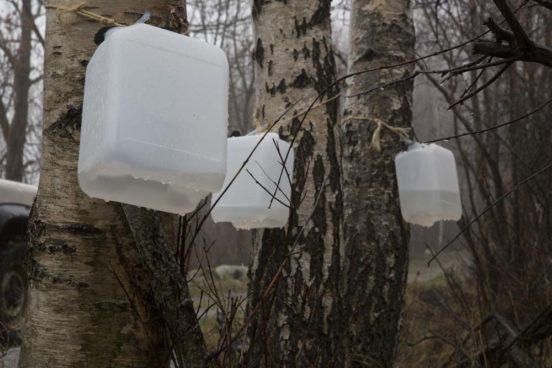 L’eau de bouleau, cure de jouvence