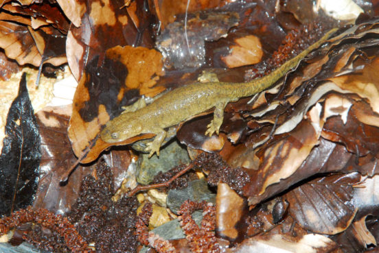 Connaissez-vous le Calotriton des Pyrénées ?