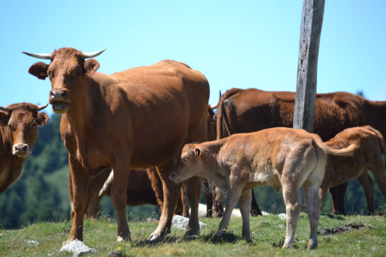 Les enjeux du pastoralisme en Pyrénées catalanes