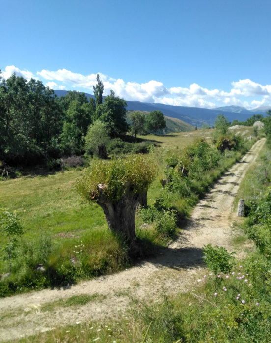 Bocage entretenu = bois énergie, litière, paysage patrimonial et filière !