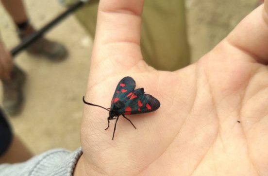 Aériens ou aquatiques, les insectes sous toutes leurs formes
