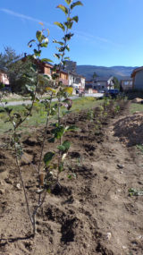 Plantons des haies, les aides financières