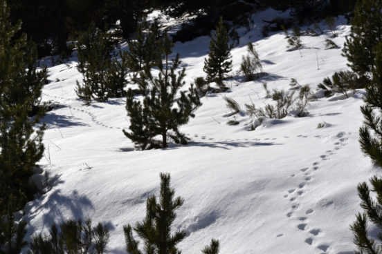 Le suivi hivernal du loup