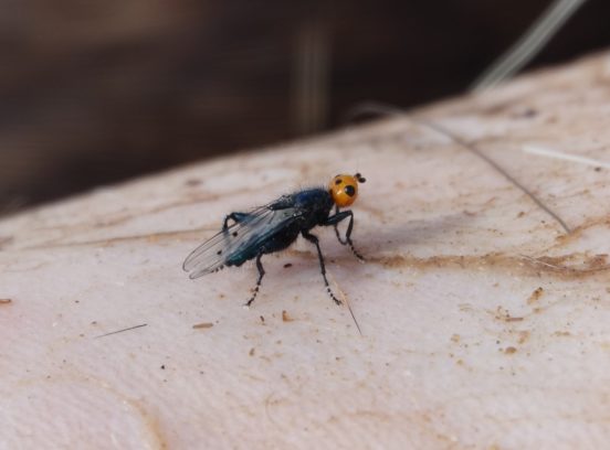 Redécouverte d’un insecte que l’on croyait éteint, la belle « mouche gypaète ».