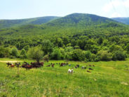 Julie De Moura de La ferme del Soula à Mosset