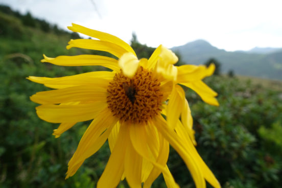 Cueillette concertée de l’arnica des montagnes au sein du Parc