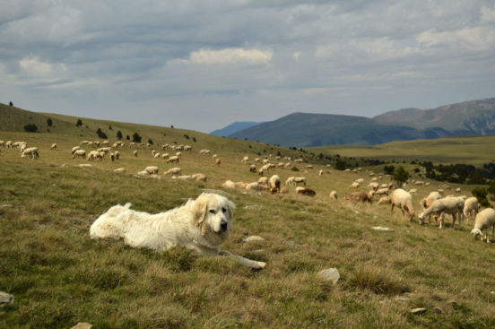 2 médiateurs pastoraux dans le Parc naturel régional des Pyrénées catalanes