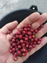 Produire localement des arbres et arbustes pour restaurer les haies de montagne