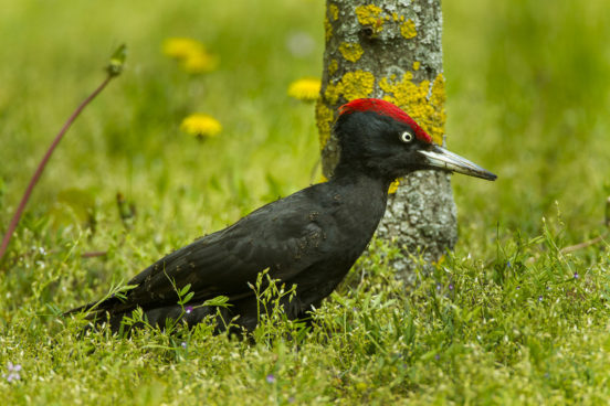 Le pic noir Dryocopus martius