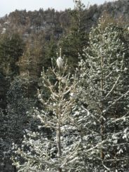 pin-infeste-enneige
