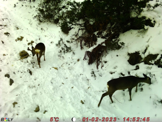 Clichés de faune sauvage en Pyrénées catalanes : piège photo !