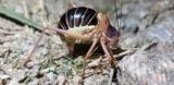 Ephippiger diurnus cunii_ponte