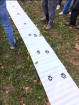 Au cœur du réseau Loup-Lynx, un travail de terrain