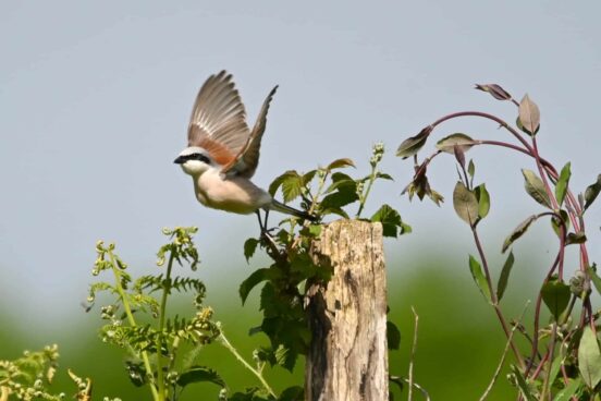 NATURA 2000 : des nouvelles des passereaux sur le Madres Coronat
