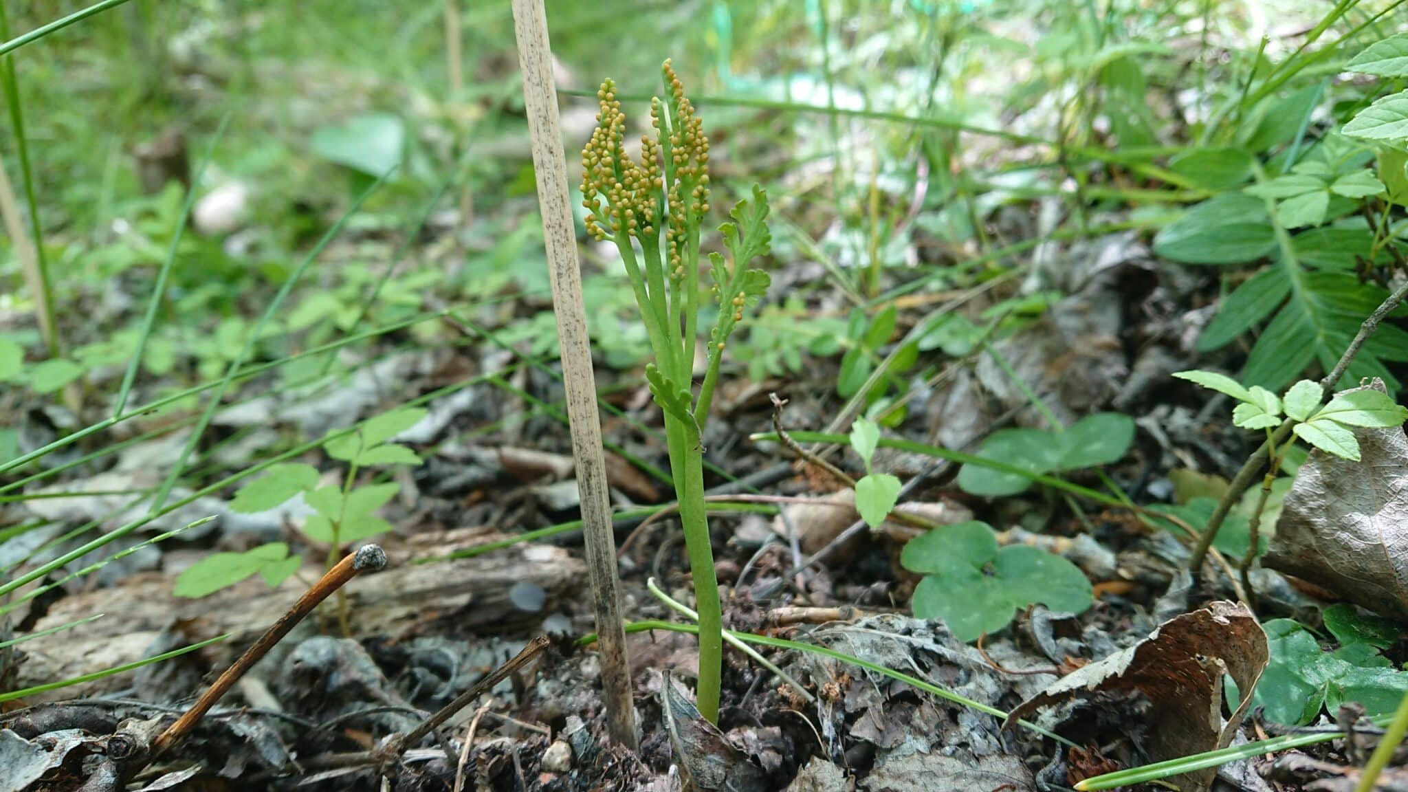 Suivies botaniques espèces rares Botrychium matricariifolium