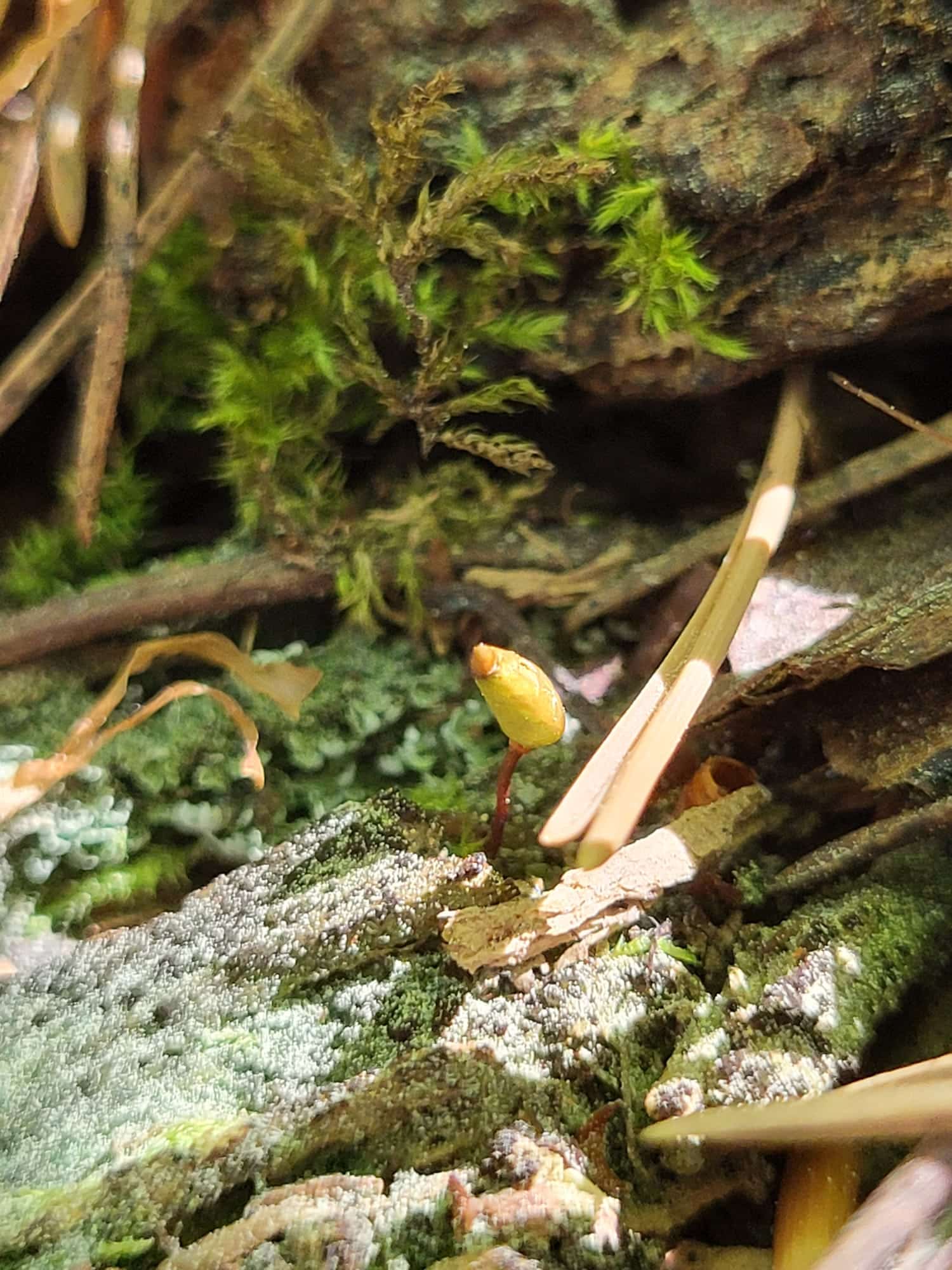 Suivies botaniques espèces rares Buxbaumia viridis