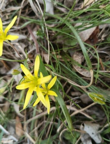 Plante Gagea villosa