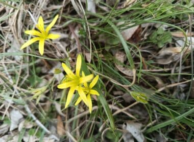 Plante Gagea villosa