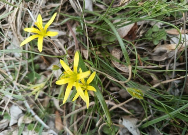 Plante Gagea villosa