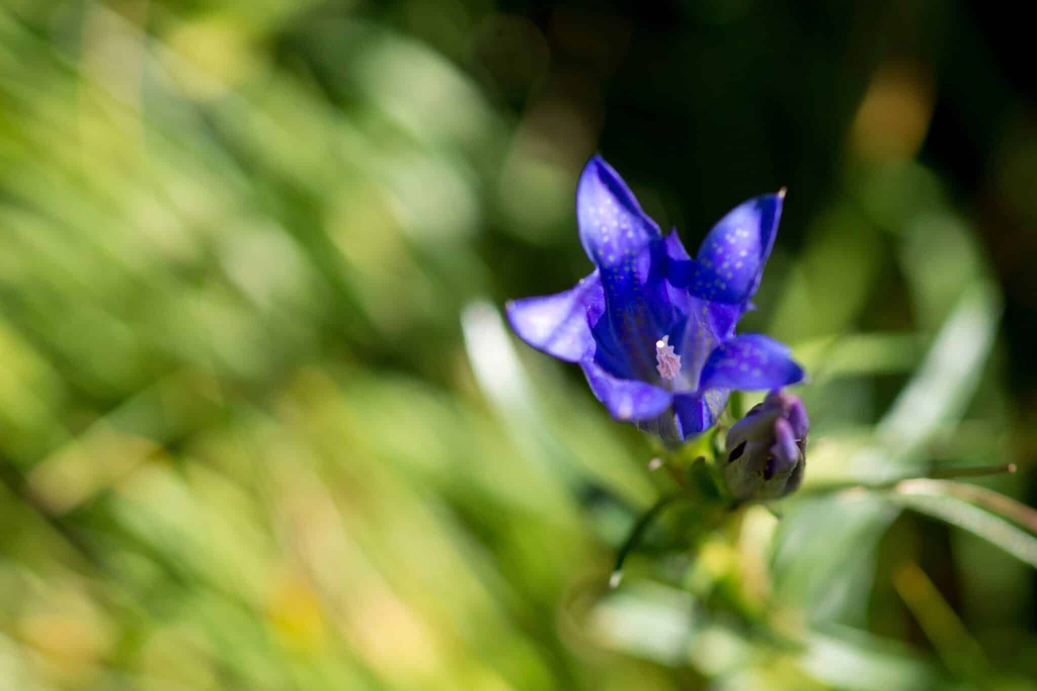 Suivies botaniques espèces rares Gentiana pnemonanthe