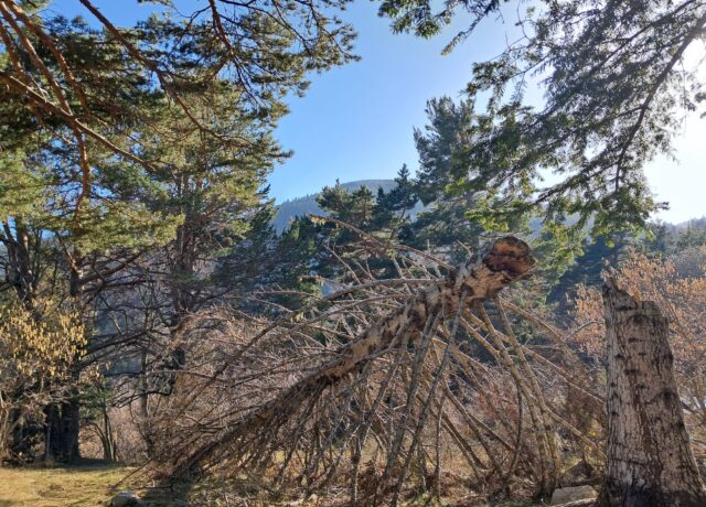 la biodiversité forestière, forêt de Mosset